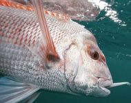 Photo-22-5-17,-8-12-50-pm